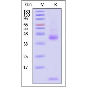 Latent TGF-β1 Protein