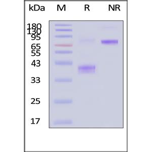FITC-Labeled Human BCMA / TNFRSF17 Protein