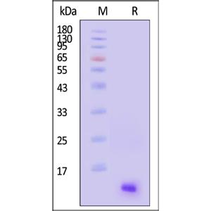 Human CXCL13 Protein