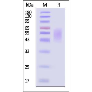 Human B7-H2 / ICOSLG Protein