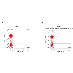 Alexa Fluor 647-Labeled Human BCMA / TNFRSF17 Protein