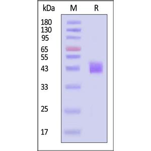 Biotinylated Human Mesothelin
