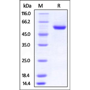Human ROR2 / NTRKR2 Protein