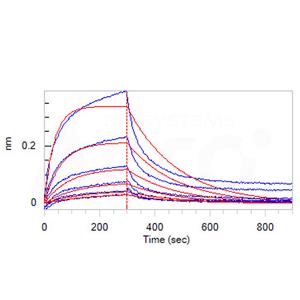 Mouse Serum Albumin Protein