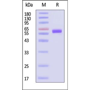 Human LAG-3 / CD223 Protein