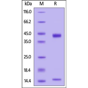 HLA-G&B2M&Peptide (RIIPRHLQL) Complex Protein