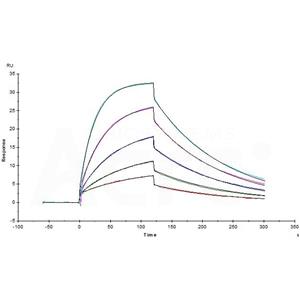 SARS-CoV-2 (COVID-19) S protein RBD
