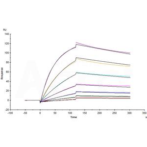 Human LIV-1 / SLC39A6 Protein