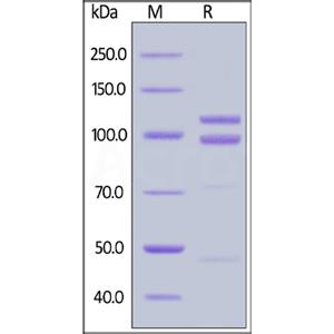 E-Cadherin / Cadherin-1 Protein