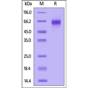 Human CLEC5A / MDL-1 Protein