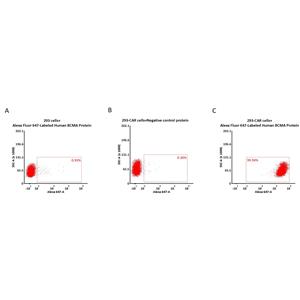 Alexa Fluor 647-Labeled Human BCMA / TNFRSF17 Protein