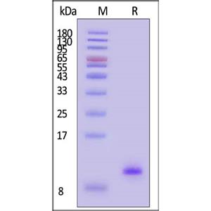 Human IGF-II Protein