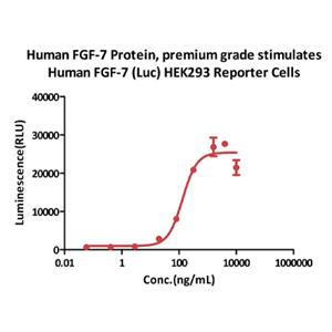 Human FGF-7 Protein