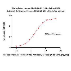 Recombinant Streptavidin Protein