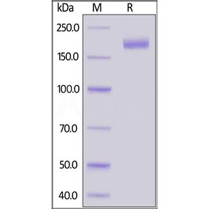 Biotinylated SARS-CoV-2 S protein