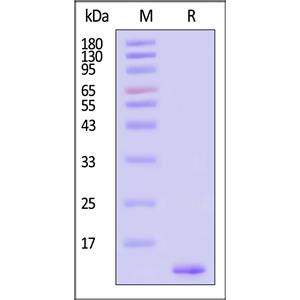 Recombinant Streptavidin Protein