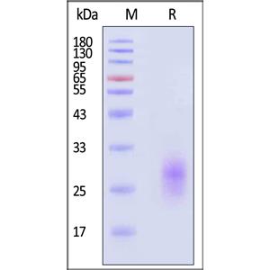 Biotinylated Human GIPR Protein