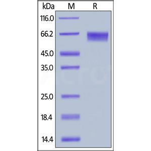 Human LILRB2 / CD85d / ILT4 Protein
