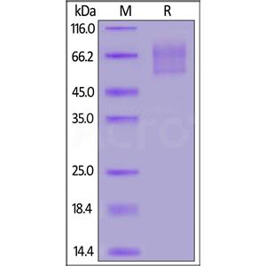 Human PSGL-1 / CD162 Protein
