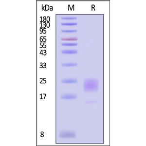 Human CD300a / LMIR1 Protein
