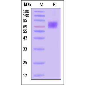 Human GUCY2C / Guanylyl cyclase C Protein