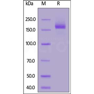 SARS-CoV-2 S protein