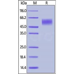 Human IL-17RA Protein