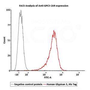 Human Glypican 3 / GPC3 Protein