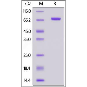 Biotinylated Mouse Serum Albumin Protein