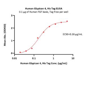 Glypican 4 / GPC4 Protein