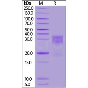 Human MUC-17 Protein