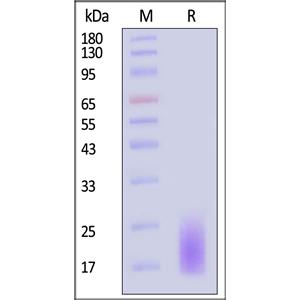 Human CD3 delta Protein