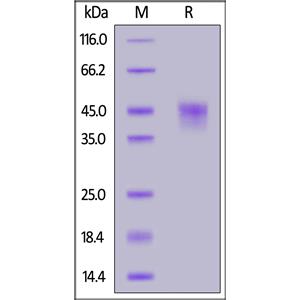 Human CD84 / SLAMF5 Protein
