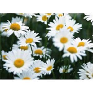 Chamomile extract Apigenin