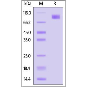 Osteoactivin Protein