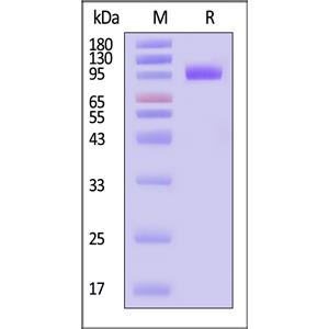 Human NPR1 / NPRA Protein