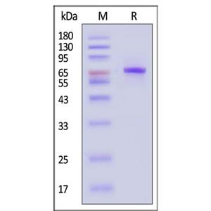 Human STAT3 Protein