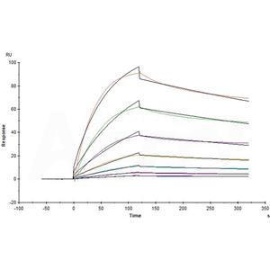 SARS-CoV-2 S protein