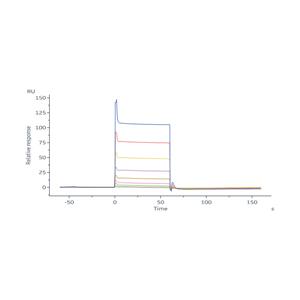 Human LILRB1 / CD85j / ILT2 (23-431) Protein