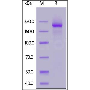 Human LY75 / CD205 Protein