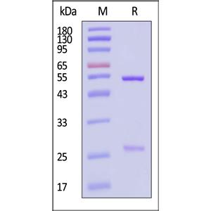 Human IgG1 Kappa Isotype Control
