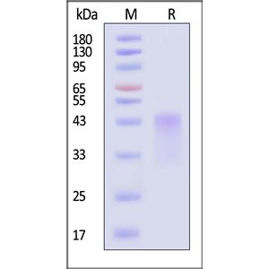 Human TIM-3 / HAVCR2 Protein