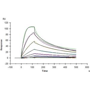 Human Thrombopoietin R / TPO R Protein
