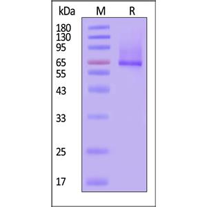 Human Glypican 1 / GPC1 Protein