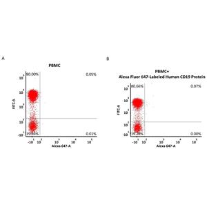 Alexa Fluor 647-Labeled Human CD19 (20-291) Protein