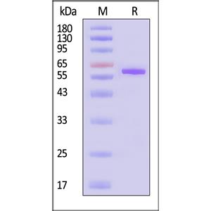 Human TRAIL / TNFSF10 Protein