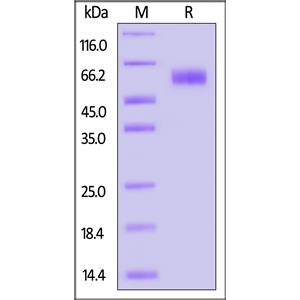 Human LILRB1 / CD85j / ILT2 (23-431) Protein