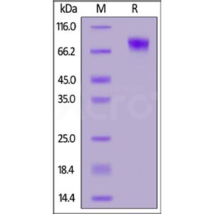 IFN-alpha / beta R1 Protein