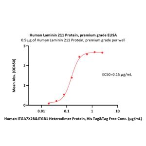 Laminin 211 Protein