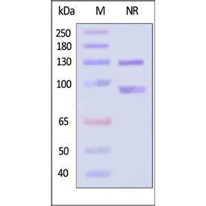 Integrin α2bβ3 Protein